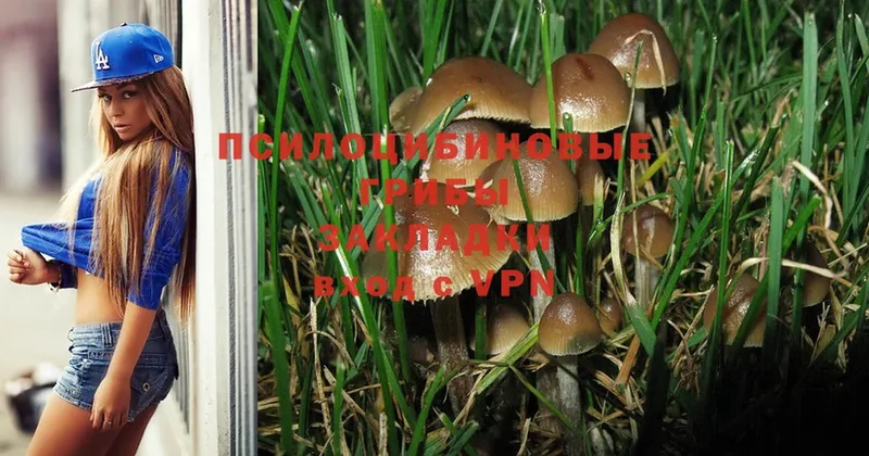 как найти   МЕГА ссылка  Галлюциногенные грибы Psilocybe  Порхов 